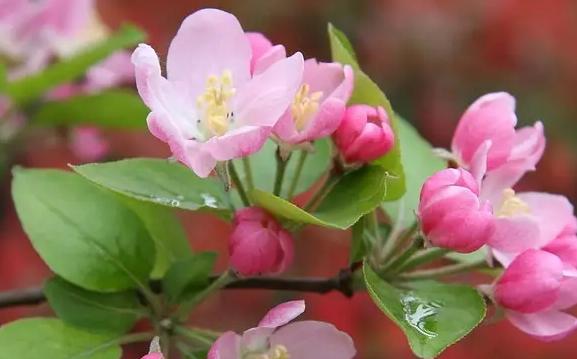 四季海棠花的花语与寓意（四季海棠花的美丽绽放及其象征的内涵）
