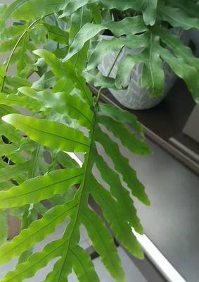 蓝星水龙骨叶片发黄原因及处理方法（探究蓝星水龙骨叶片发黄的因素及有效解决方案）
