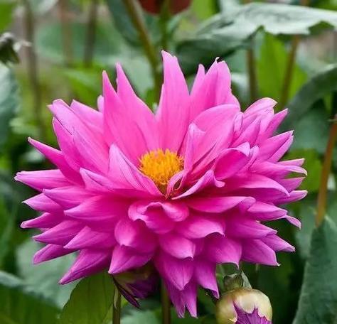 《理解的花语——以玫瑰花为例》（一朵花背后的世界）