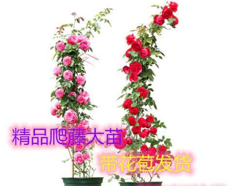 盆栽玫瑰修剪技巧大揭秘（学会这些技巧）