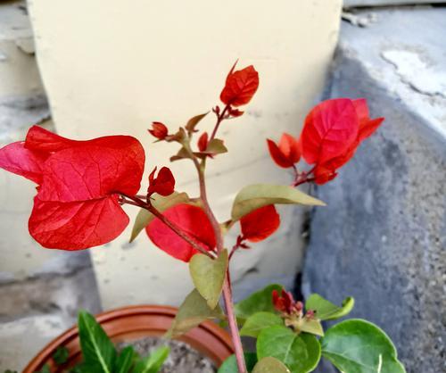三角梅花语（悲情花朵）