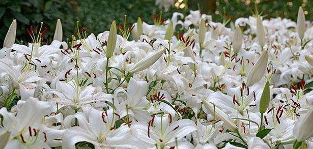 索尔邦百合花语（娇艳欲滴的索尔邦百合）