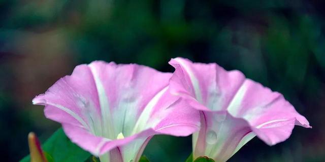 五瓣花的花语与寓意（五瓣花——寓意美丽与幸福）