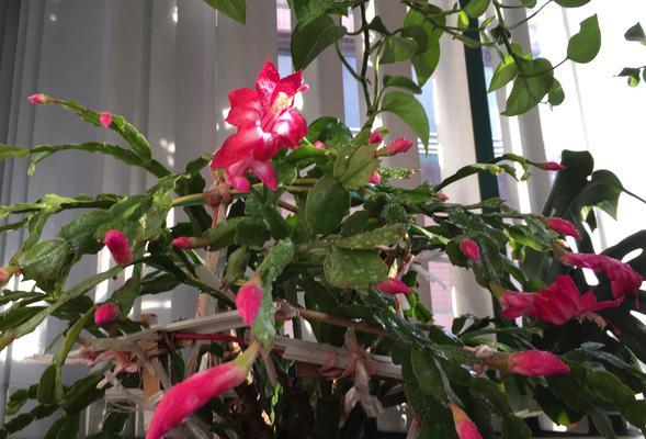 蟹爪兰的花语与寓意（蟹爪兰花的含义代表什么）