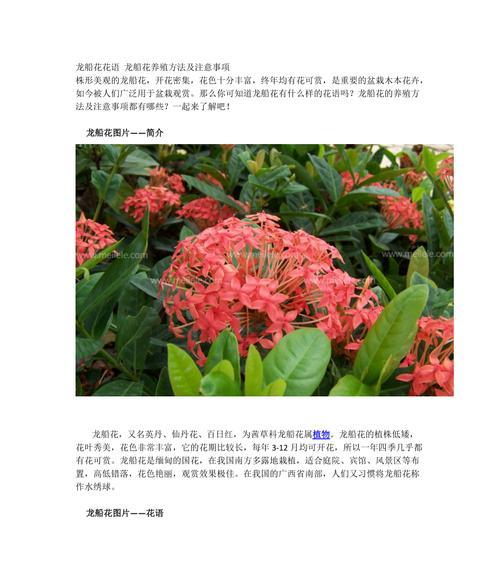 烟花菊（烟花菊的花语与寓意）