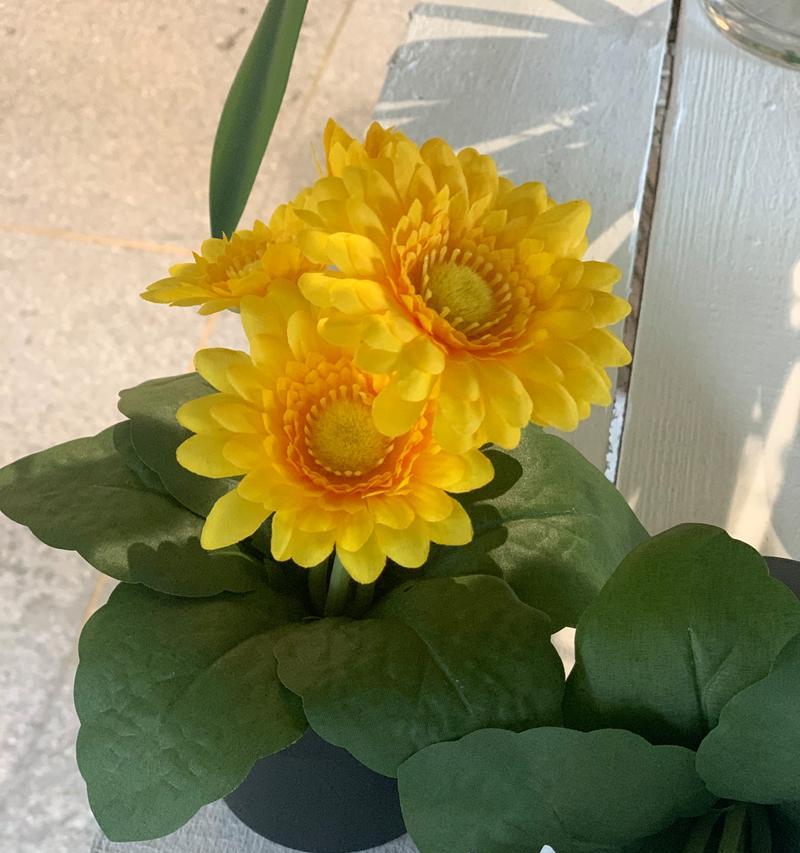 烟花菊（烟花菊的花语与寓意）
