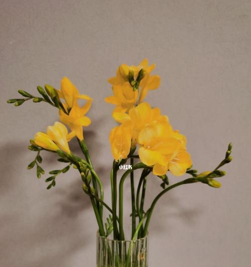 香雪兰花（香雪兰花的含义及其在生活中的启示）