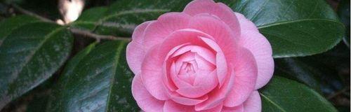 结婚30年，送什么花（探讨结婚30周年纪念送花的最佳选择）