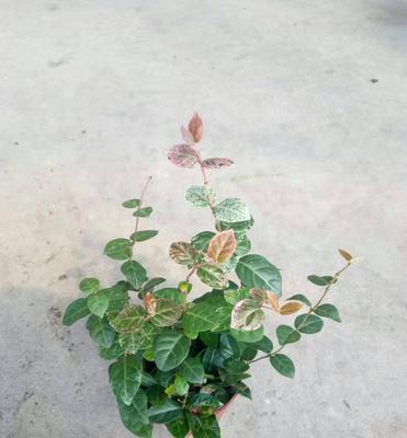 花叶络石的寓意与象征意义（以花叶络石为纽带）
