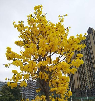 黄花风铃木的寓意与象征意义（追逐梦想的勇气与坚持——探寻黄花风铃木的深层寓意）