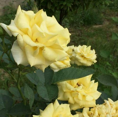 黄玫瑰的花语与美好情感（以花开为证）