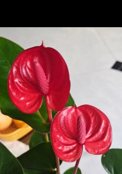 火鹤花的寓意与意义（唤起希望与重生的艺术之花）
