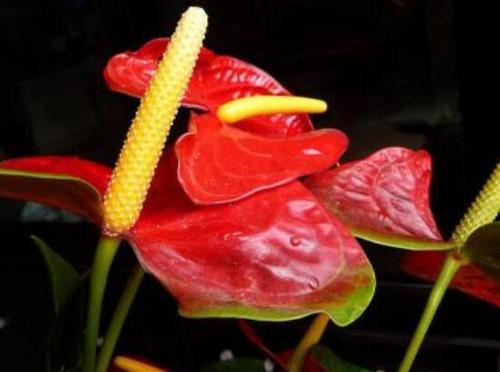 火鹤花——寓意与美丽的化身（传递祝福的古老语言）
