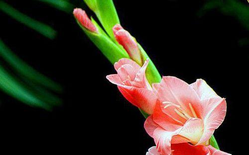 剑兰花语的深意（探寻剑兰花语之美）