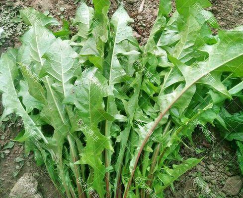 蒲葵种子的营养价值与食用方法（探究蒲葵种子的健康功效和烹饪技巧）
