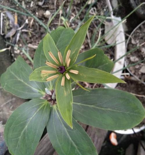 七叶一枝花的生长环境和特点（探寻这种神奇植物的生态习性及种植技巧）