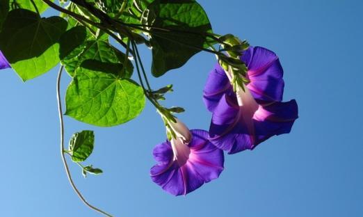 牵牛花开花时间及特点（春天的牵牛花）