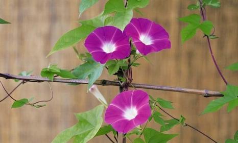 牵牛花开花时间及特点（春天的牵牛花）