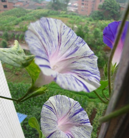牵牛花的冬季养护（如何保护牵牛花免受冻害）