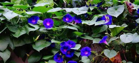 牵牛花的冬季养护（如何保护牵牛花免受冻害）