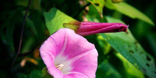 牵牛花（从生长特点到栽培要点）