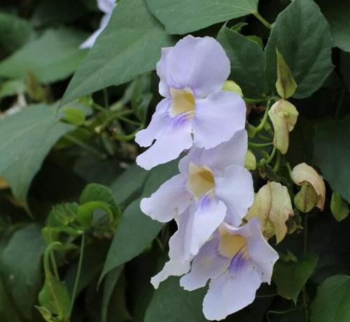 牵牛花（从生长特点到栽培要点）