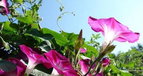牵牛花（从生长特点到栽培要点）