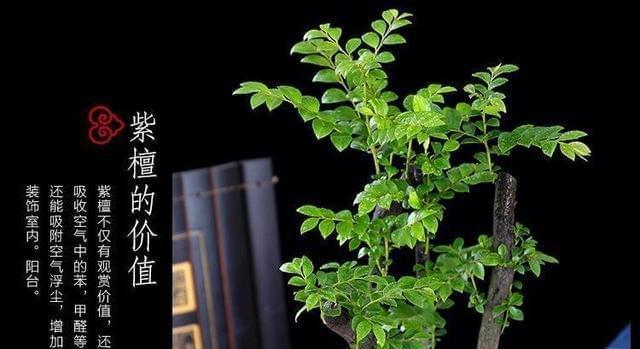 小叶紫檀浇水的正确方法（打造健康的紫檀家具）