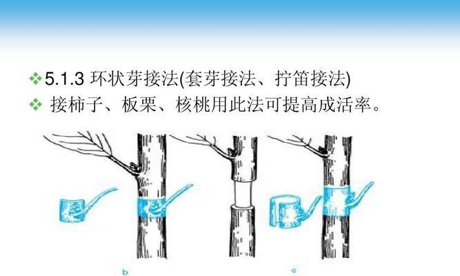 蟹爪兰扦插繁殖方法与注意事项（如何成功地进行蟹爪兰扦插繁殖）
