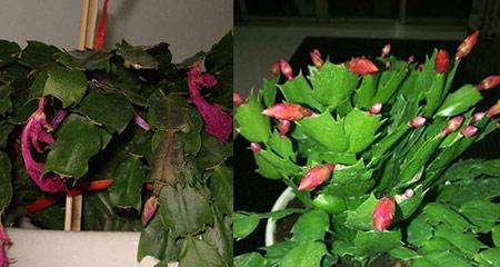 如何选用合适的土壤种植蟹爪兰（掌握蟹爪兰所需的土壤特点和种植技巧）