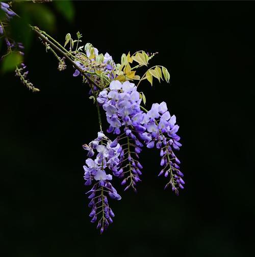 紫藤花的花语与香味（探索紫藤花的象征意义及独特香气）