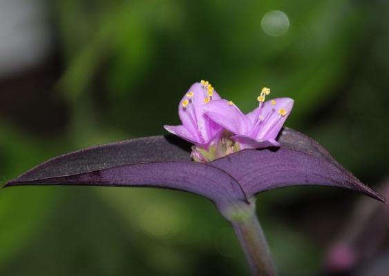 紫竹梅花（一枝梅）