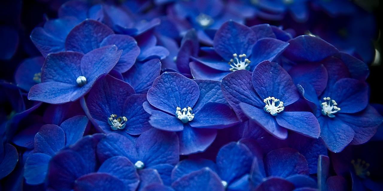 花语之美——花开如意，幸福绽放（探寻花语的深度意义）