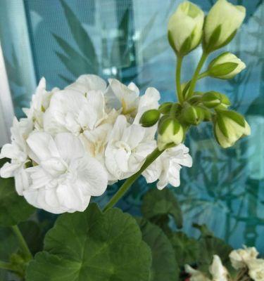 白色海棠花语之美——寓意纯洁和美丽的象征（探索白色海棠花的独特花语和美丽传说）