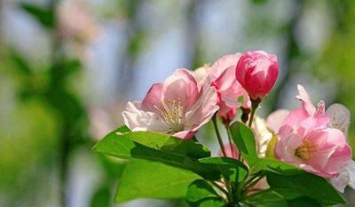 白色海棠花语之美——寓意纯洁和美丽的象征（探索白色海棠花的独特花语和美丽传说）