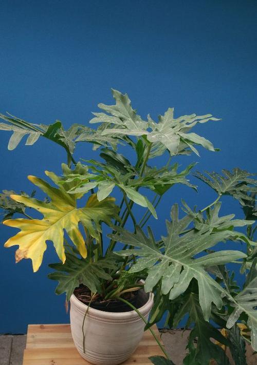 如何处理春羽叶子下垂问题（植物养护技巧分享）