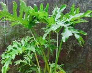 如何处理春羽叶子下垂问题（植物养护技巧分享）