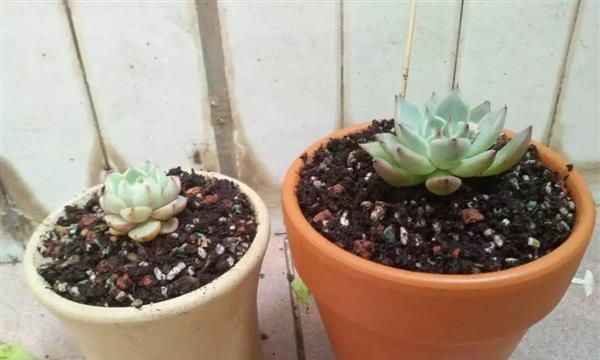 纯草木灰可否用于多肉植物的种植？