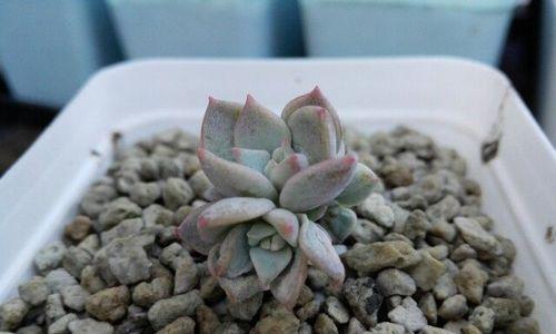纯草木灰可否用于多肉植物的种植？