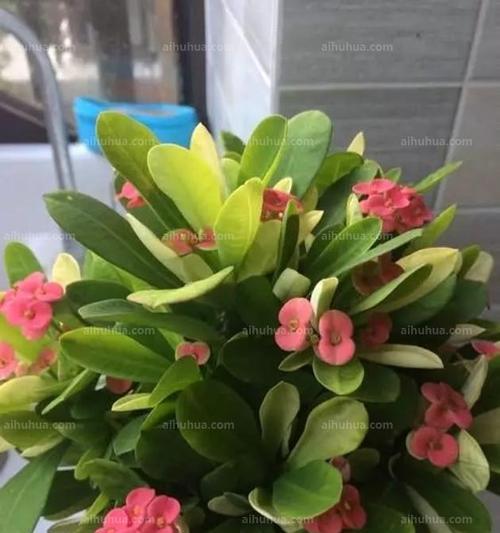 刺梅的浇水技巧（每周一次的浇水有助于刺梅的健康生长）