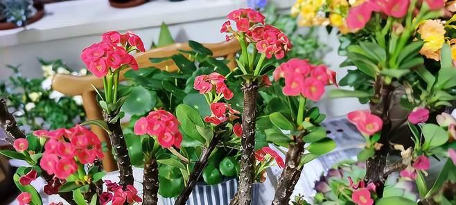 刺梅的浇水方法与时机（春夏秋冬）