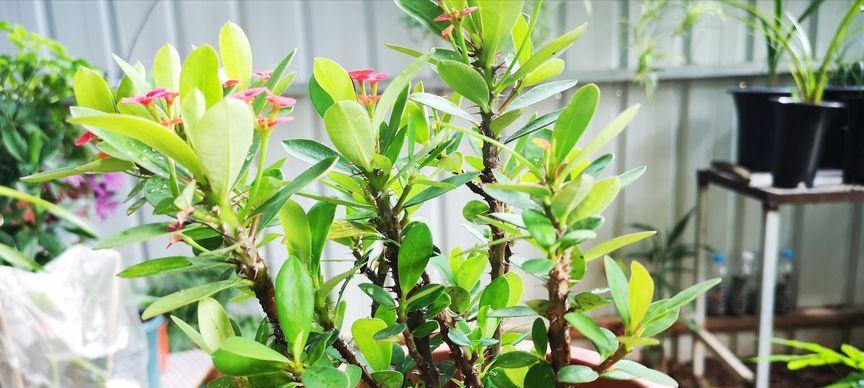 刺梅浇水时间和方法（科学浇水让刺梅更健康）