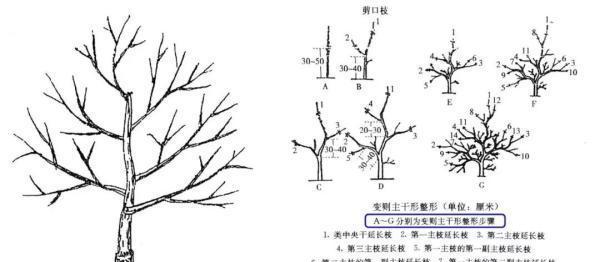 如何正确修剪刺梅（掌握刺梅修剪技巧）