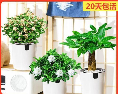 如何正确修剪刺梅（掌握刺梅修剪技巧）