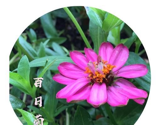 百日草花语（探寻百日草花语的含义和象征）
