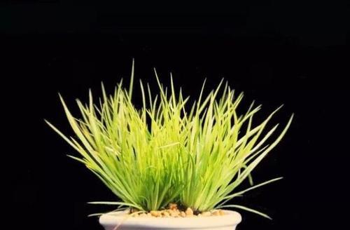 菖蒲花语与象征意义（探寻菖蒲的神秘魅力）