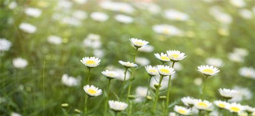 雏菊花语解读——坚毅与纯洁（用花语传递心意）
