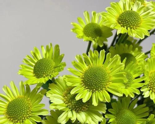 小雏菊花的花语与美好寓意（小雏菊花的五种花语解读）