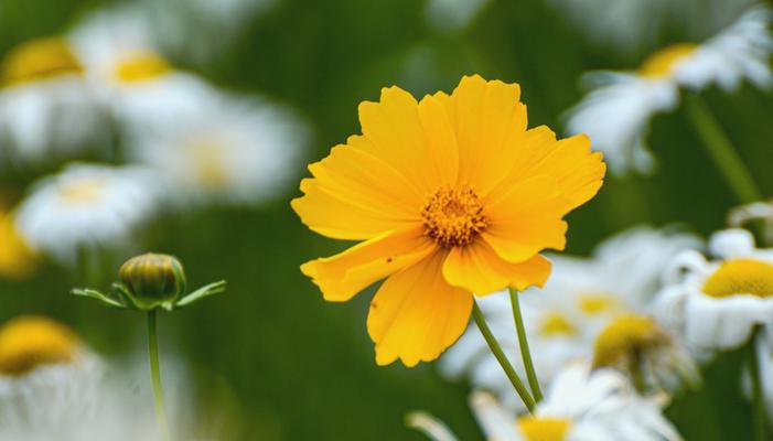 小雏菊花的花语与美好寓意（小雏菊花的五种花语解读）