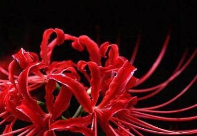 花语之谜（探寻生命尽头的鲜花艺术）